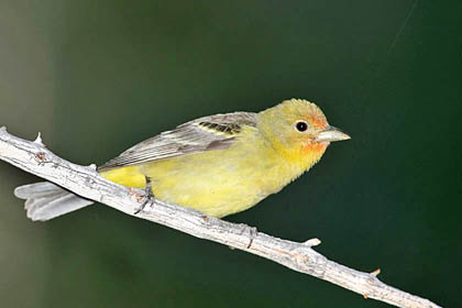 Western Tanager Image @ Kiwifoto.com