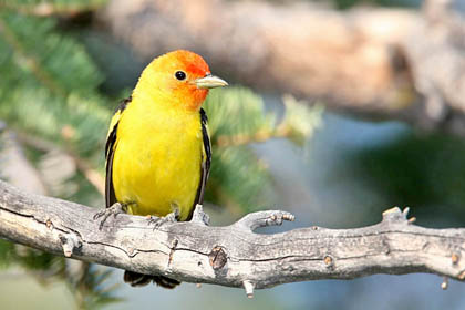 Western Tanager Picture @ Kiwifoto.com