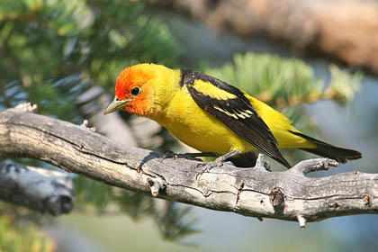 Western Tanager Picture @ Kiwifoto.com