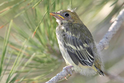 Western Tanager (fledgling)