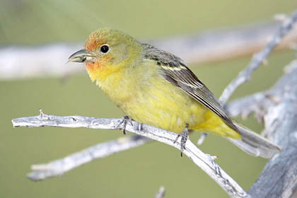 Western Tanager Image @ Kiwifoto.com