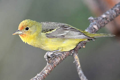 Western Tanager Photo @ Kiwifoto.com