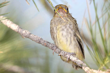 Western Tanager (fledgling)