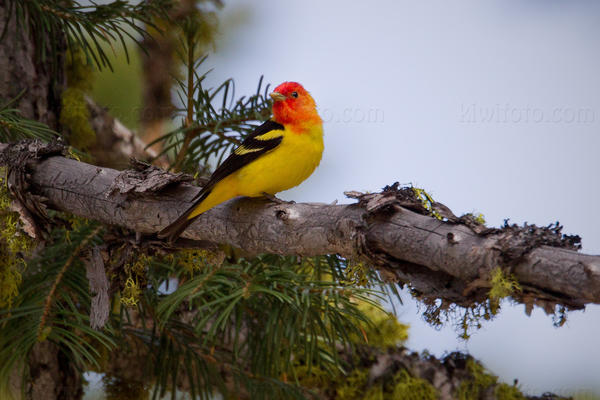 Western Tanager Image @ Kiwifoto.com