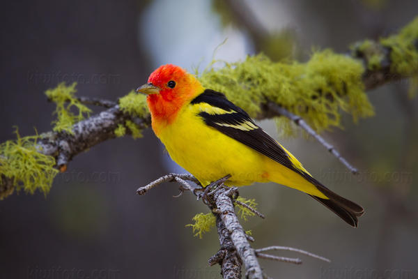 Western Tanager Image @ Kiwifoto.com