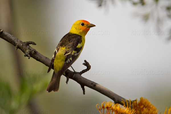 Western Tanager Image @ Kiwifoto.com
