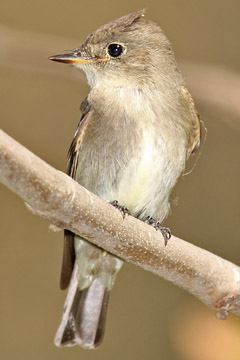 Western Wood-Pewee Picture @ Kiwifoto.com