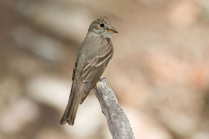 Western Wood-Pewee Photo @ Kiwifoto.com