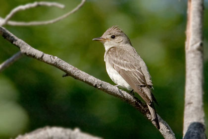 Western Wood-Pewee Image @ Kiwifoto.com