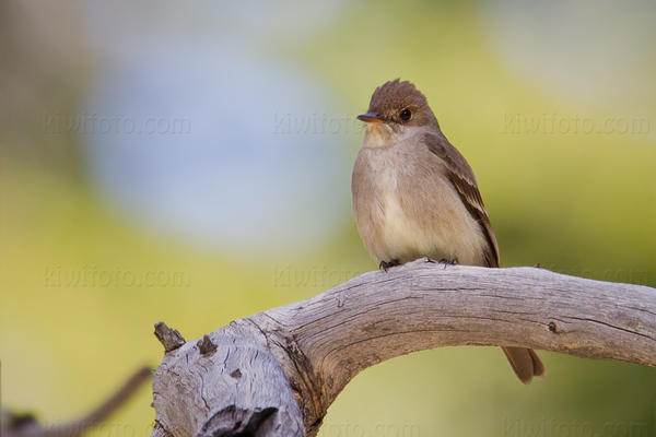 Western Wood-Pewee Photo @ Kiwifoto.com