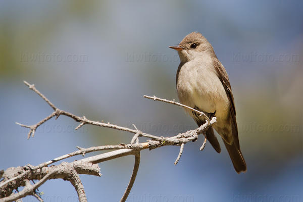 Western Wood-Pewee