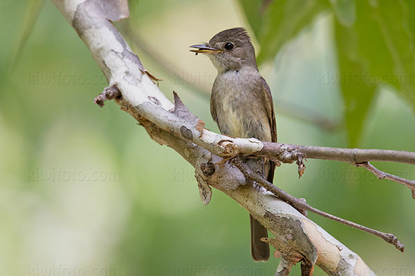 Western Wood-Pewee Photo @ Kiwifoto.com