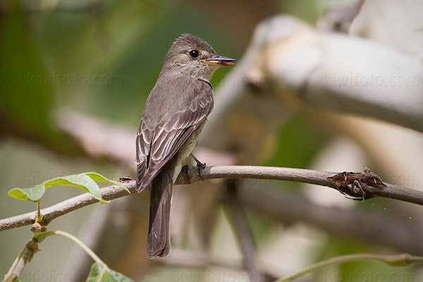 Western Wood-Pewee