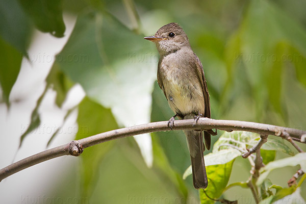 Western Wood-Pewee Image @ Kiwifoto.com