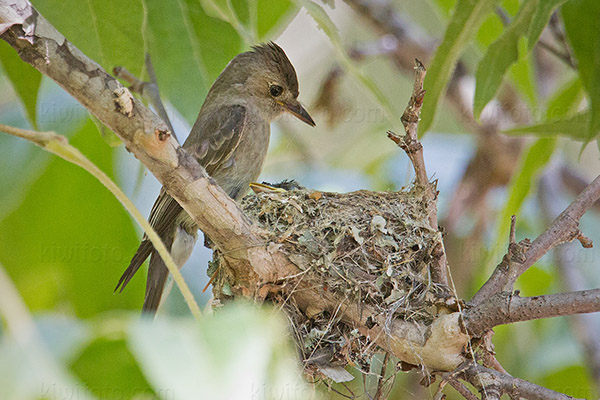 Western Wood-Pewee Photo @ Kiwifoto.com