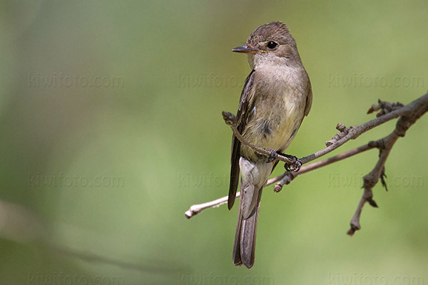 Western Wood-Pewee Photo @ Kiwifoto.com