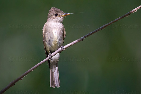 Western Wood-Pewee Photo @ Kiwifoto.com