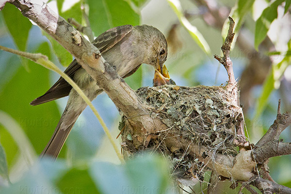 Western Wood-Pewee Photo @ Kiwifoto.com