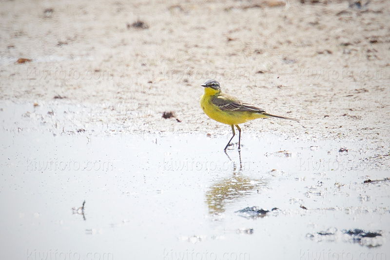 Western Yellow Wagtail Photo @ Kiwifoto.com