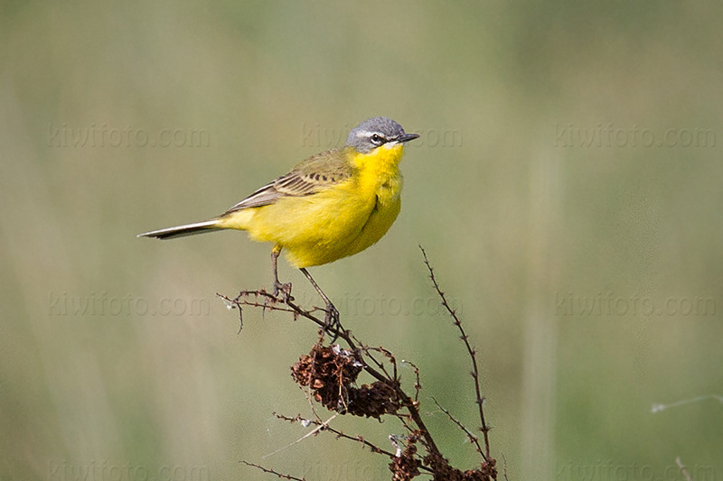 Western Yellow Wagtail Image @ Kiwifoto.com