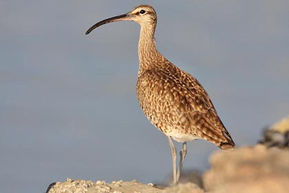 Whimbrel Image @ Kiwifoto.com