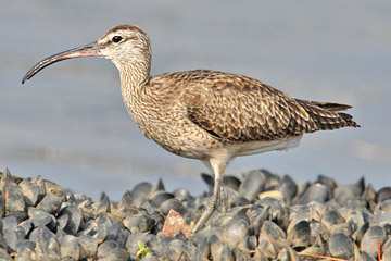 Whimbrel Picture @ Kiwifoto.com