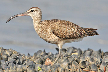 Whimbrel Photo @ Kiwifoto.com