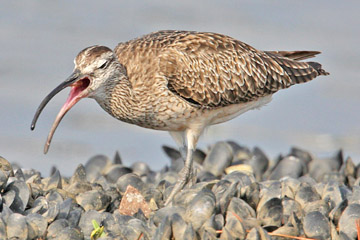 Whimbrel Image @ Kiwifoto.com