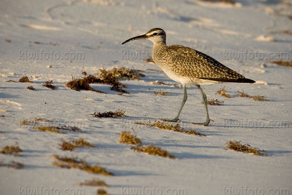 Whimbrel (N. phaeopus hudsonicus)