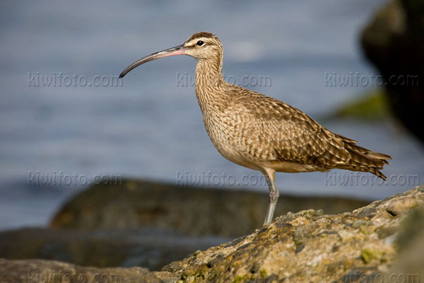 Whimbrel Picture @ Kiwifoto.com