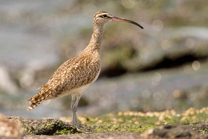 Whimbrel Image @ Kiwifoto.com