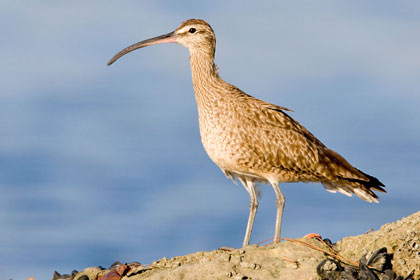 Whimbrel Picture @ Kiwifoto.com