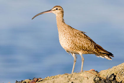 Whimbrel Image @ Kiwifoto.com