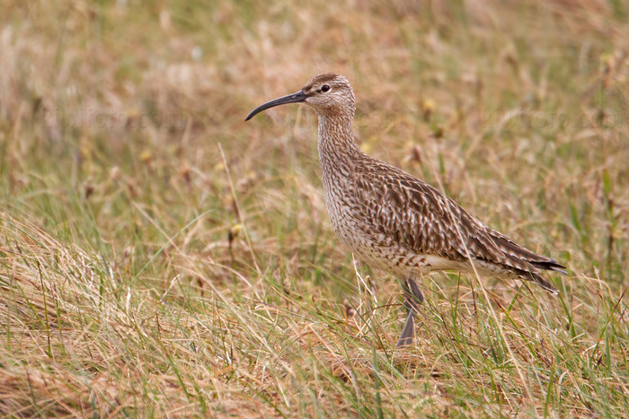 Whimbrel Image @ Kiwifoto.com