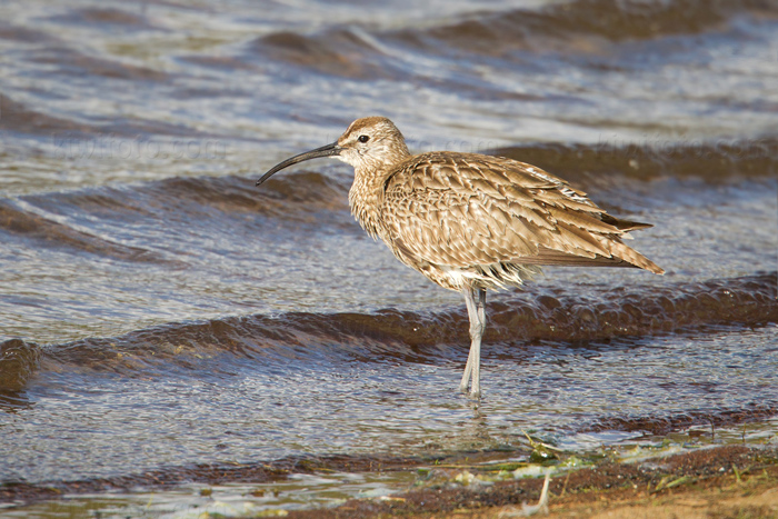 Whimbrel Image @ Kiwifoto.com