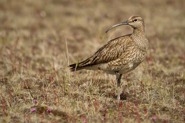 Whimbrel Image @ Kiwifoto.com