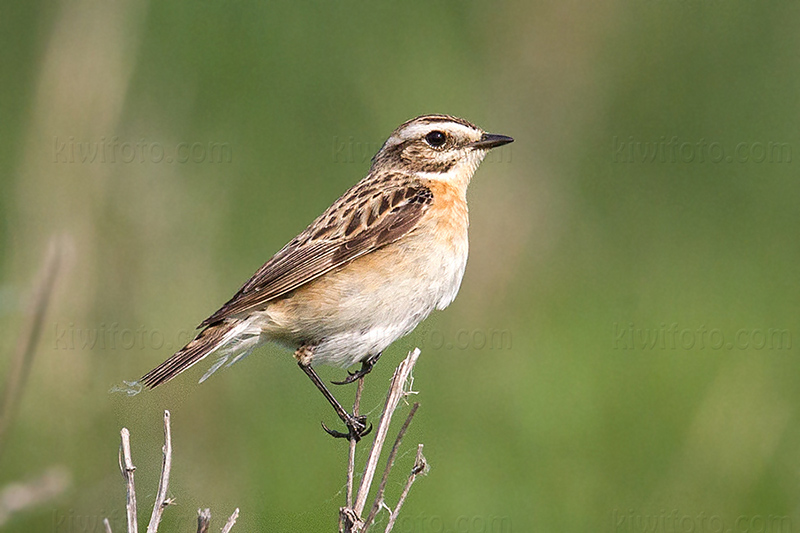 Whinchat @ Angarnssjöängens NR, Stockholms län, Sweden