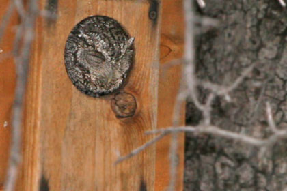 Whiskered Screech-Owl