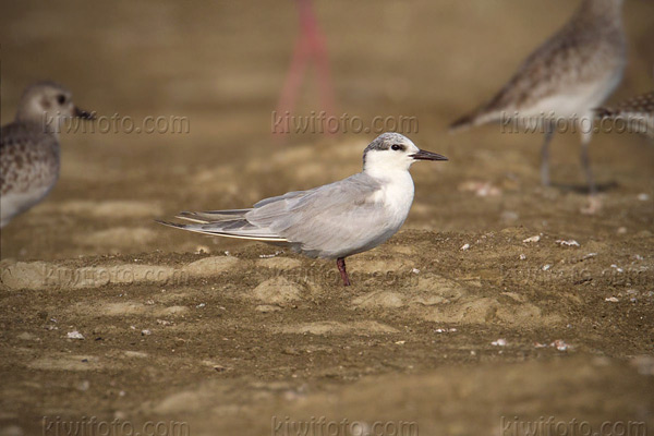 Whiskered Tern Image @ Kiwifoto.com