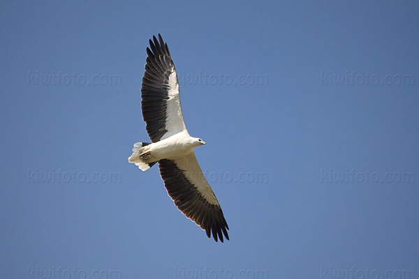 White-bellied Sea-eagle Image @ Kiwifoto.com