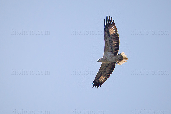White-bellied Sea-eagle Picture @ Kiwifoto.com