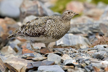 White-bellied Seedsnipe Image @ Kiwifoto.com