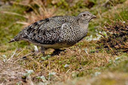 White-bellied Seedsnipe Picture @ Kiwifoto.com