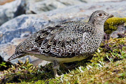 White-bellied Seedsnipe Picture @ Kiwifoto.com