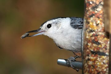 White-breasted Nuthatch Photo @ Kiwifoto.com