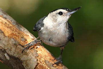 White-breasted Nuthatch Photo @ Kiwifoto.com