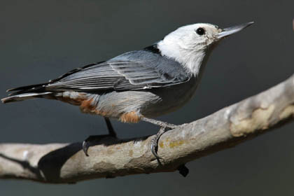 White-breasted Nuthatch Image @ Kiwifoto.com