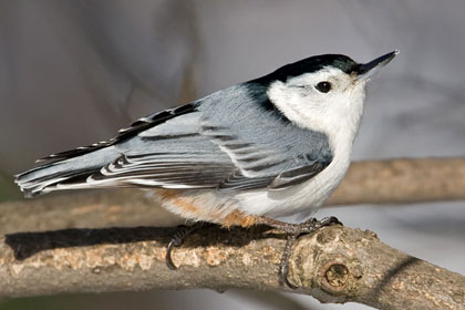 White-breasted Nuthatch