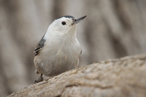 White-breasted Nuthatch Photo @ Kiwifoto.com