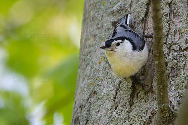 White-breasted Nuthatch Image @ Kiwifoto.com